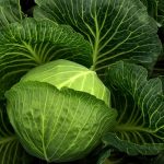 cabbage, nature, cultivation, vegetables, healthy, cabbage field, green, food, agriculture, leaves, fresh